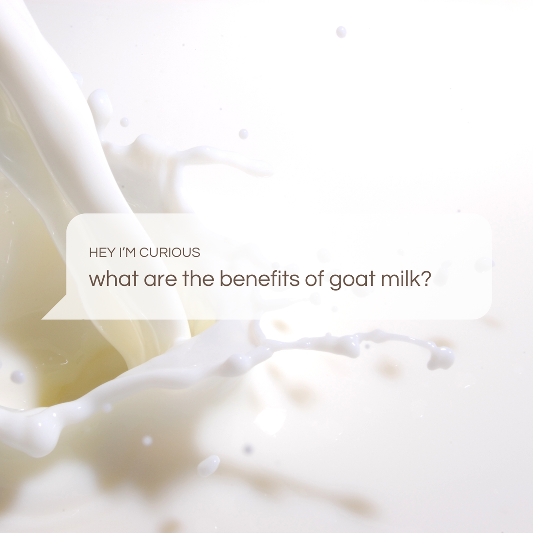Goat Milk Explained - What Every Pet Parent Should Know
