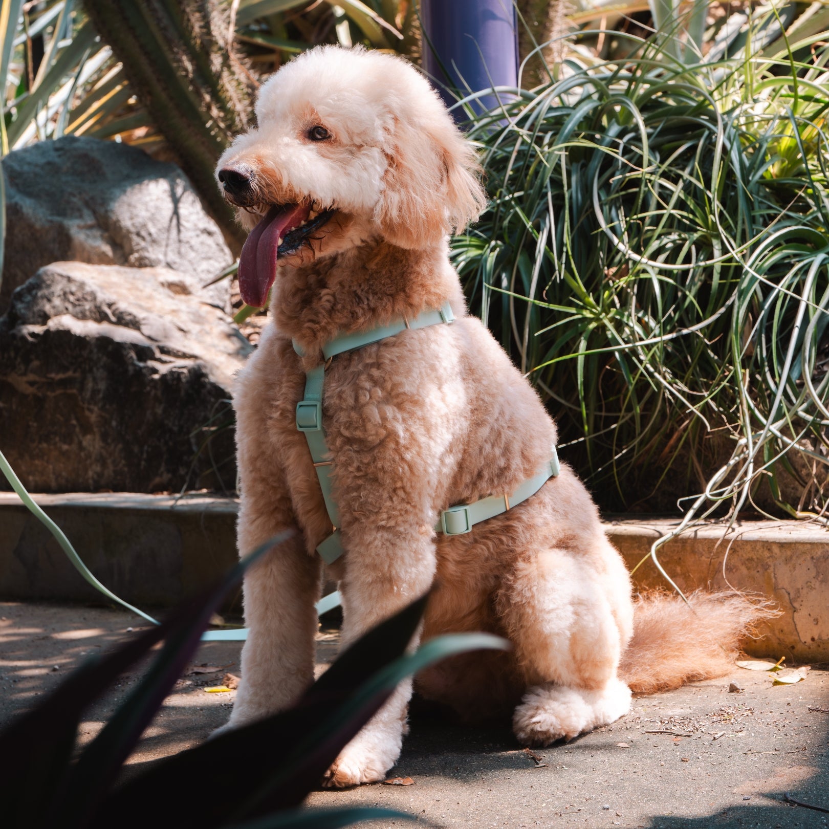 Komu Water-Resistant Harness