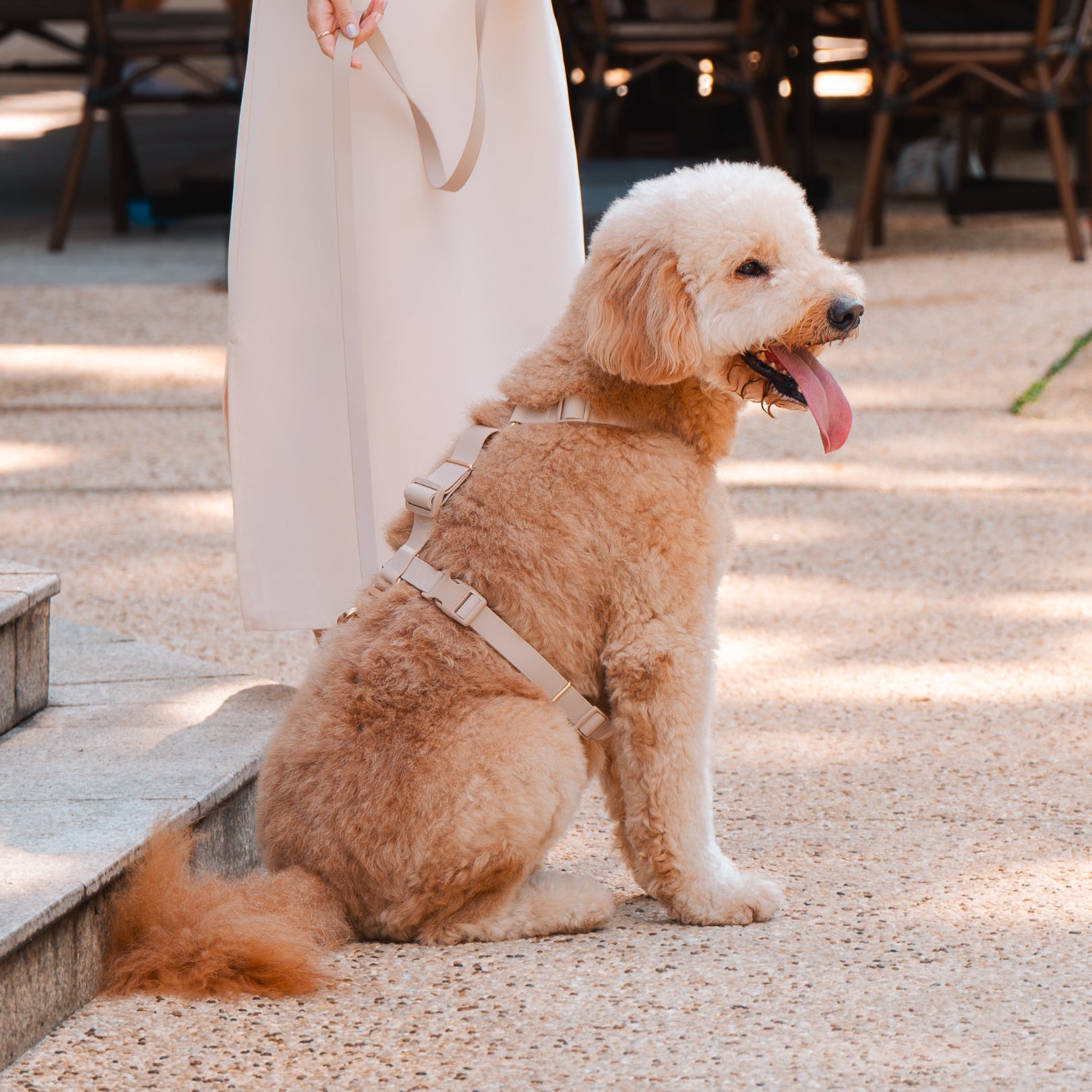 Komu Water-Resistant Harness