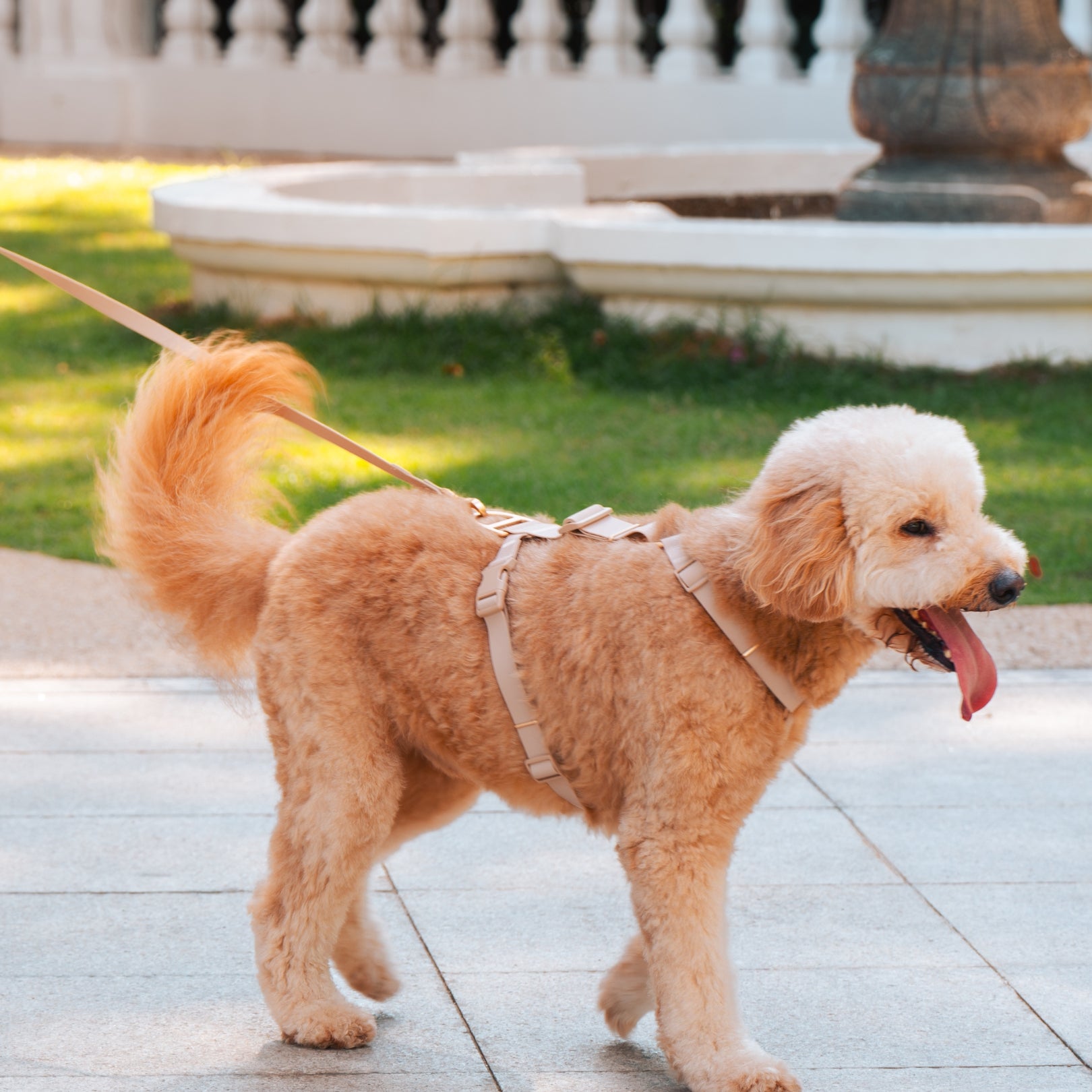 Komu Water-Resistant Harness