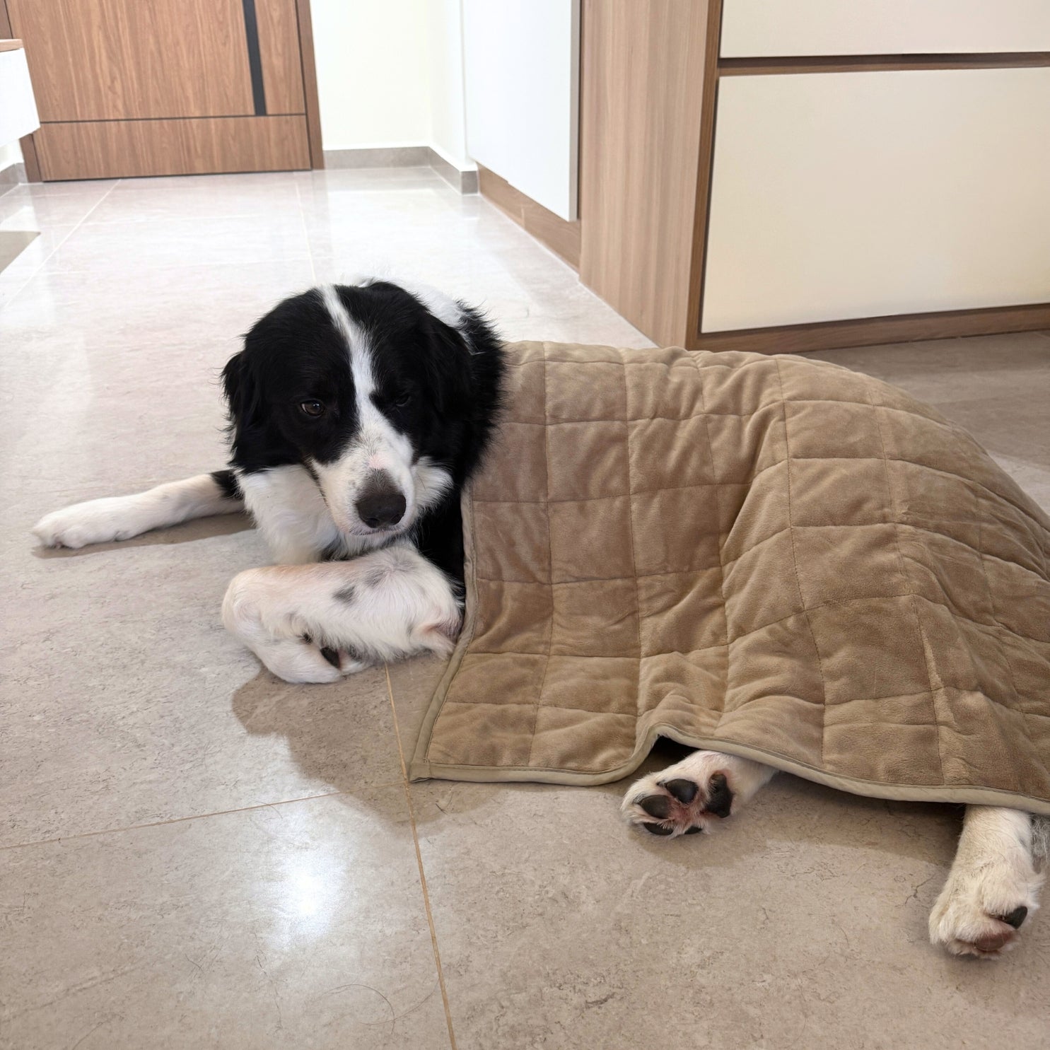Komu Aurea Weighted Anti-Anxiety Dog Blanket