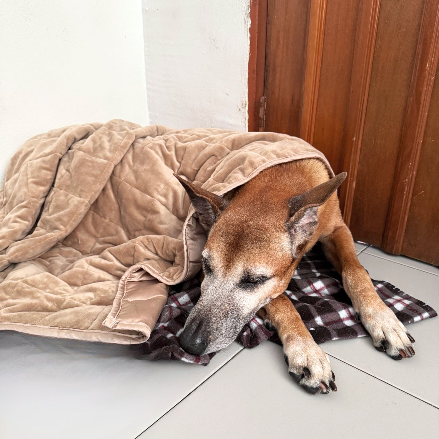 Komu Aurea Weighted Anti-Anxiety Dog Blanket